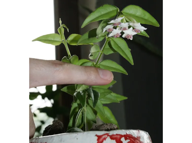 fiore hoya