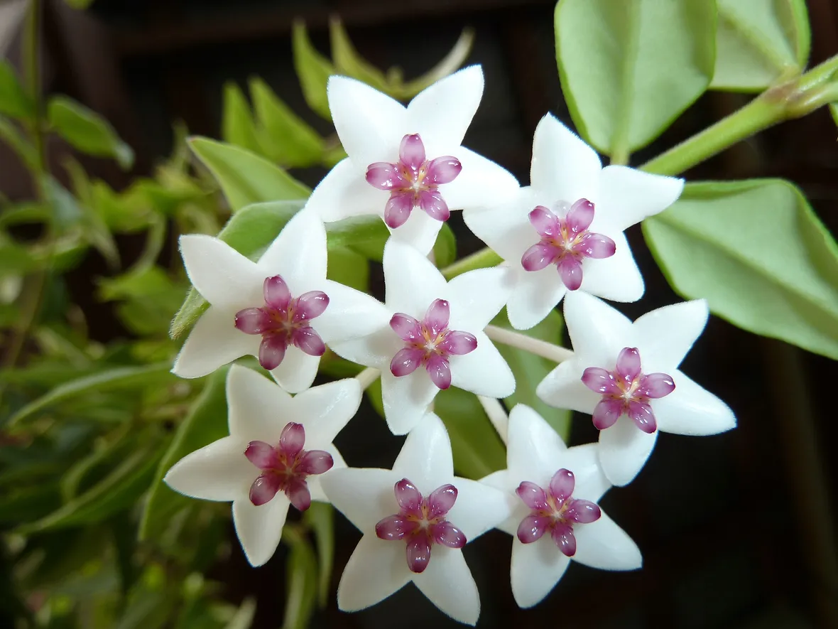Hoya bella