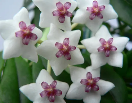 Fiori hoya carnosa