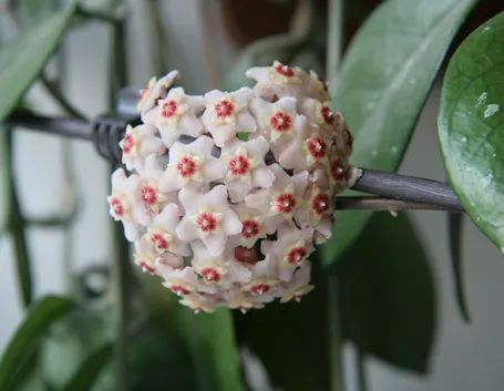 Hoya fioritura