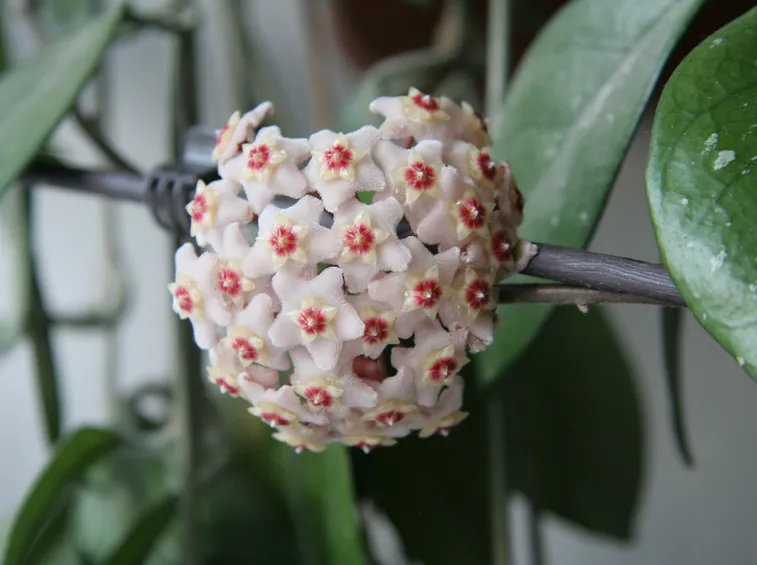 Hoya fioritura