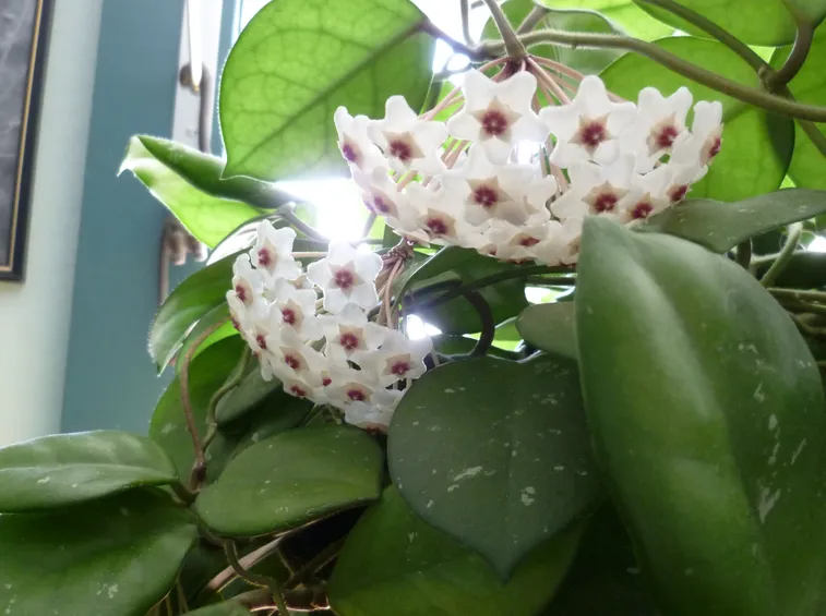 Hoya pianta