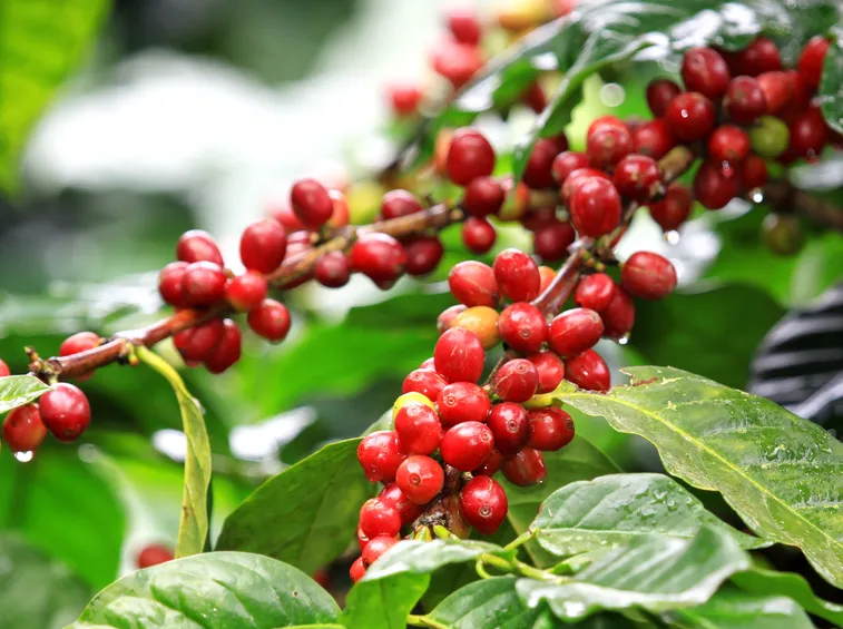 semi caffè
