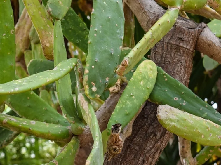 Infestazione cocciniglie