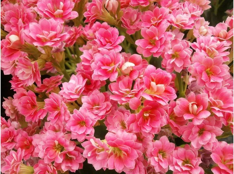 Kalanchoe blossfeldiana