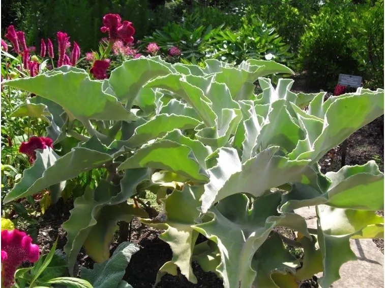 Kalanchoe beharensis