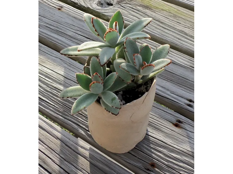 Kalanchoe tomentosa