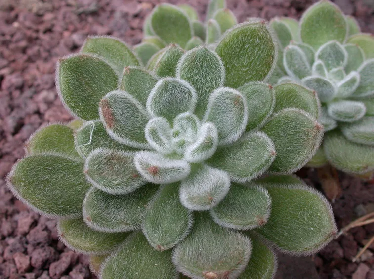 Kalanchoe 