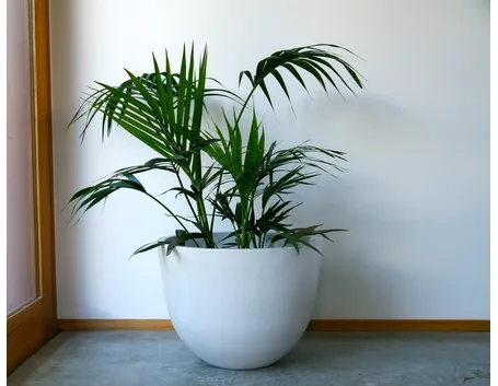 Pianta di Kentia.
