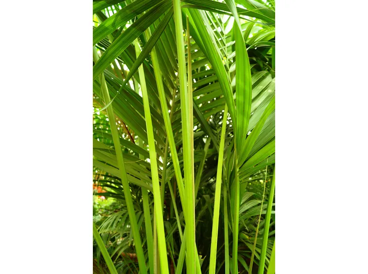 fogliame kenzia