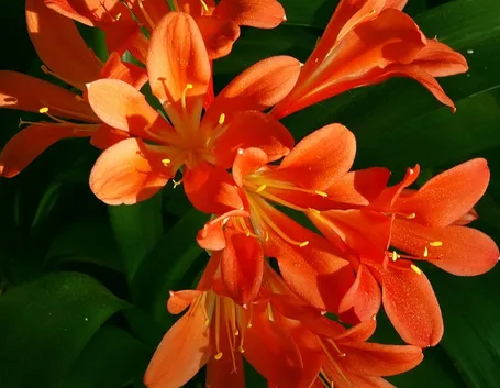 Fiori Clivia