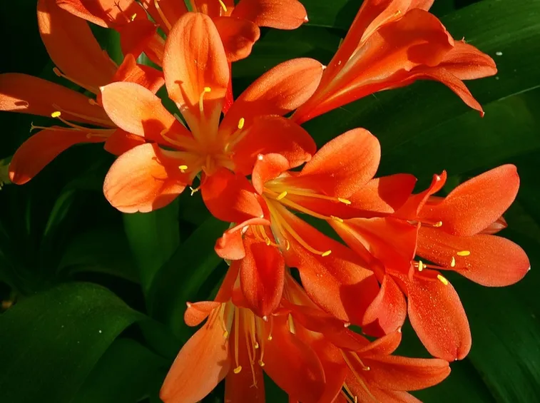 Fiori Clivia