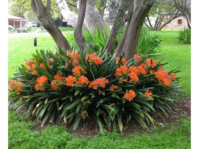 Clivia Miniata coltivata in giardino
