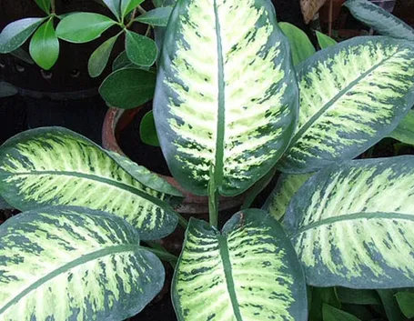 dieffenbachia screziata