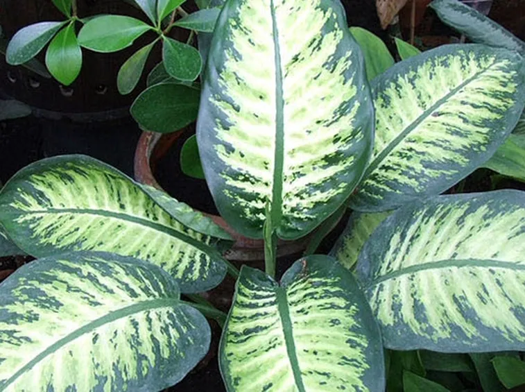 dieffenbachia screziata