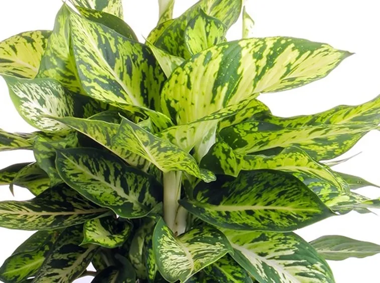 pianta dieffenbachia
