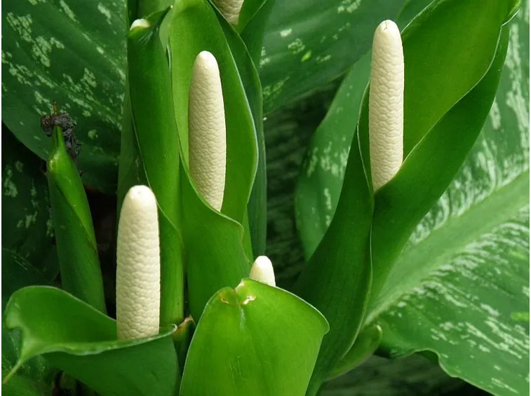 Dieffenbachia fiorita