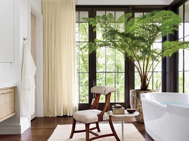Kentia in interno casa