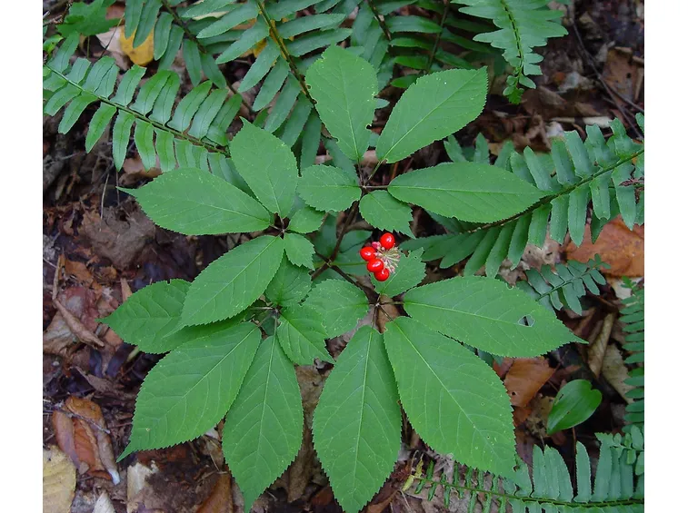 pianta di ginseng