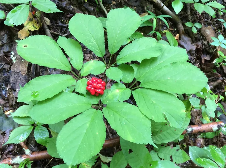 pianta di ginseng