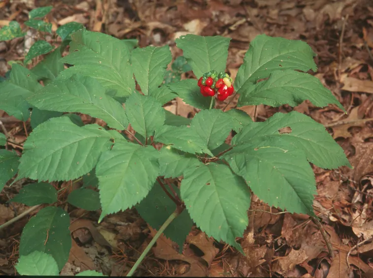 bacche di ginseng