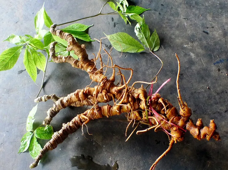ginseng vietnamita