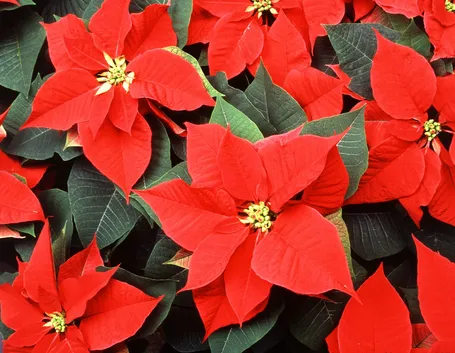 Brattee e fiori di stella di Natale