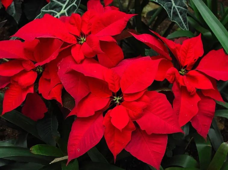 malattie Poinsettia