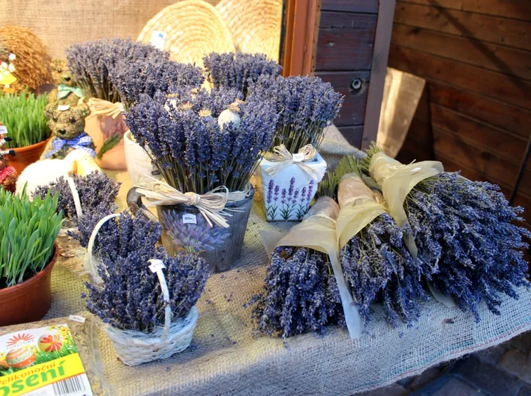 Lavanda
