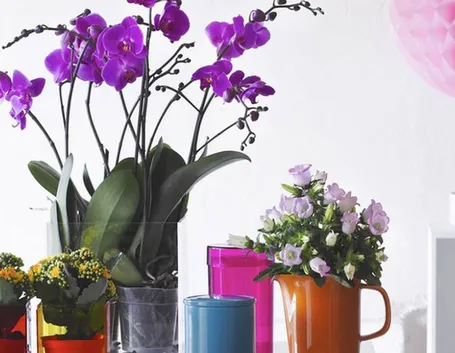 fiori casa