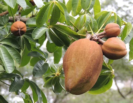 Frutto pachira