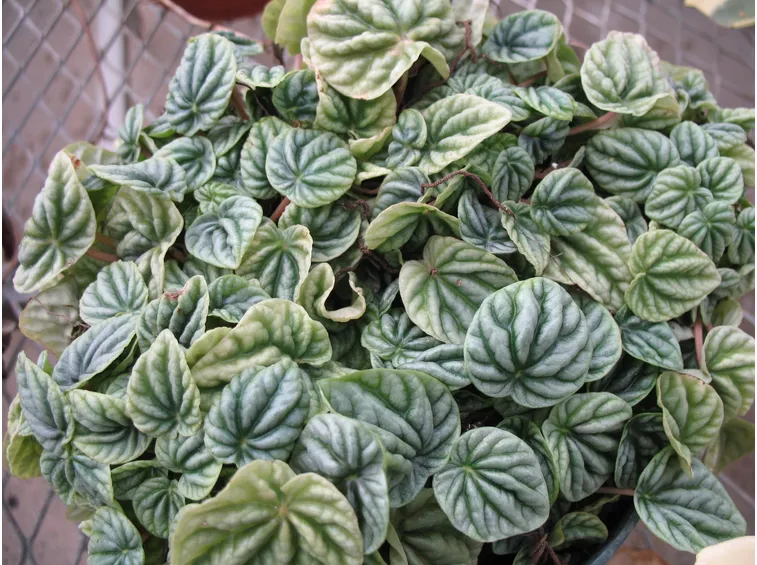 Peperomia