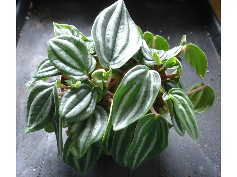Peperomia pianta