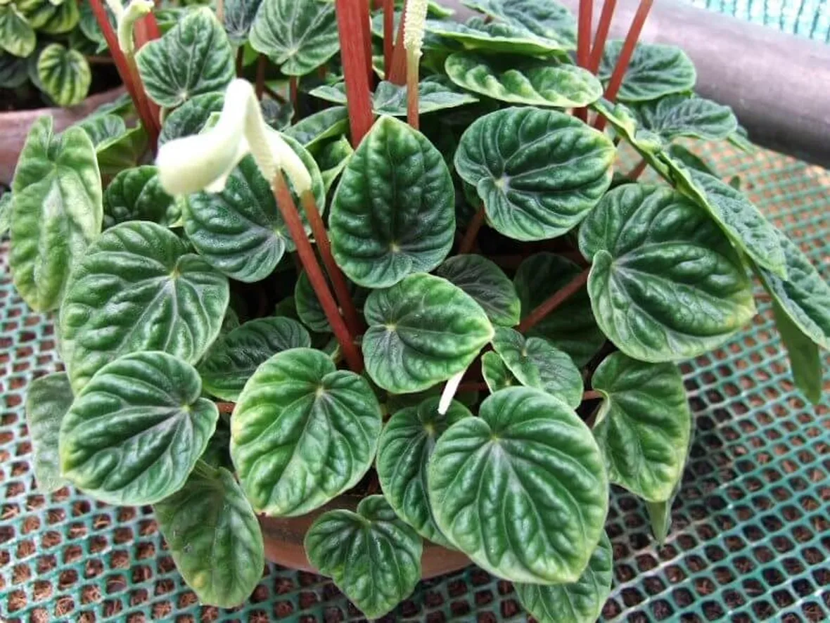 Peperomia caperata fiore