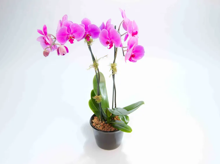 Phalaenopsis