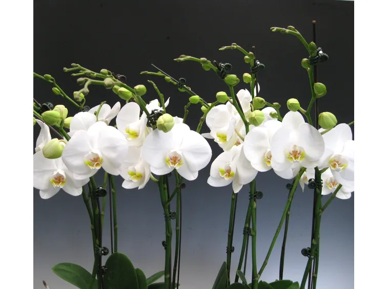 Phalaenopsis