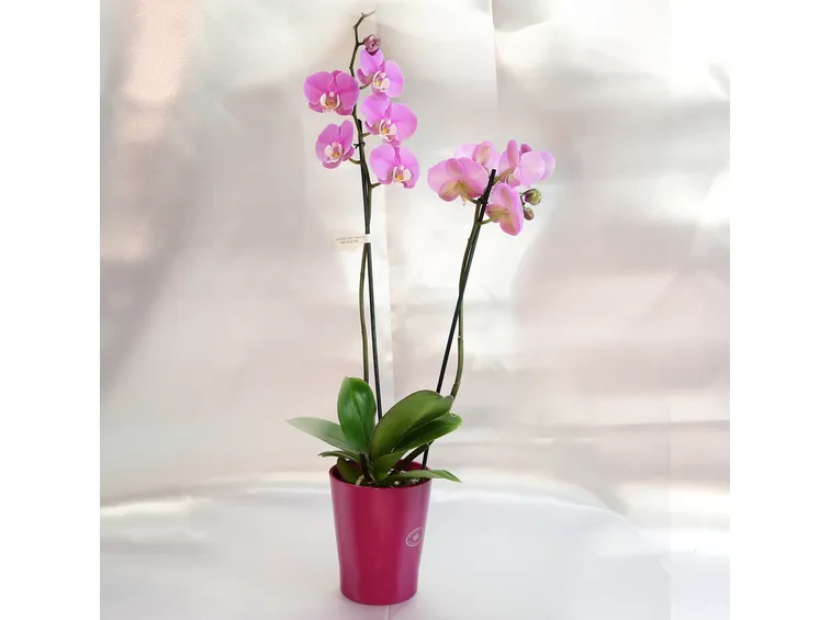 Phalaenopsis