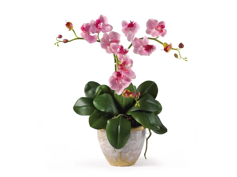phalaenopsis