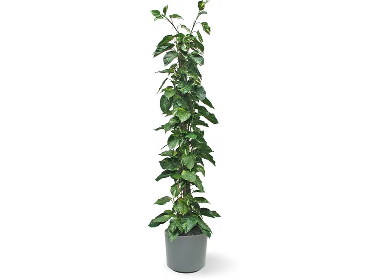 pothos