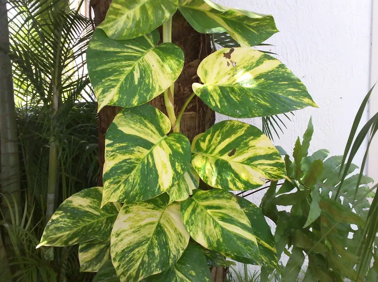 pothos