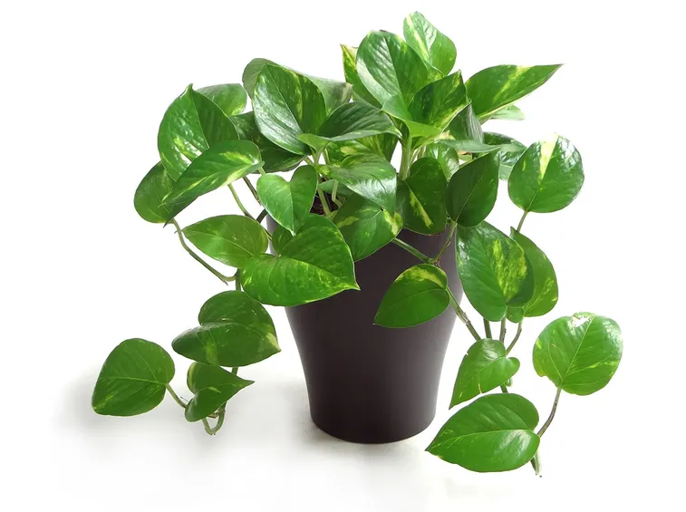 pianta di pothos