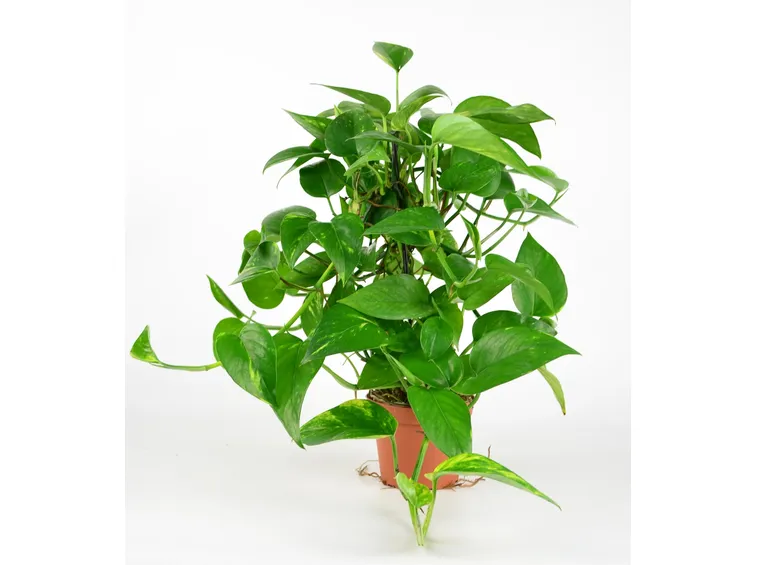 pothos con tutore