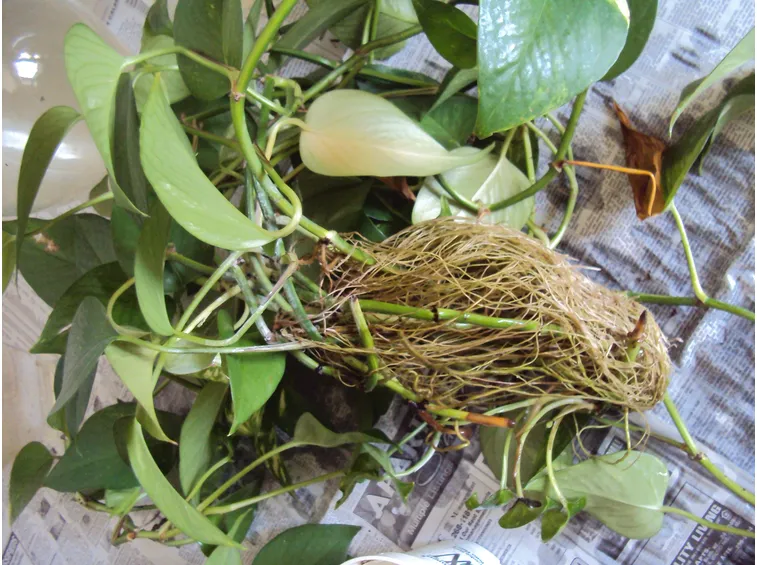 rinvaso del pothos