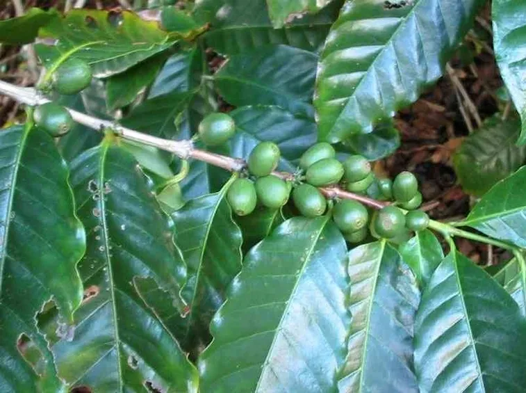 Coffea arabica
