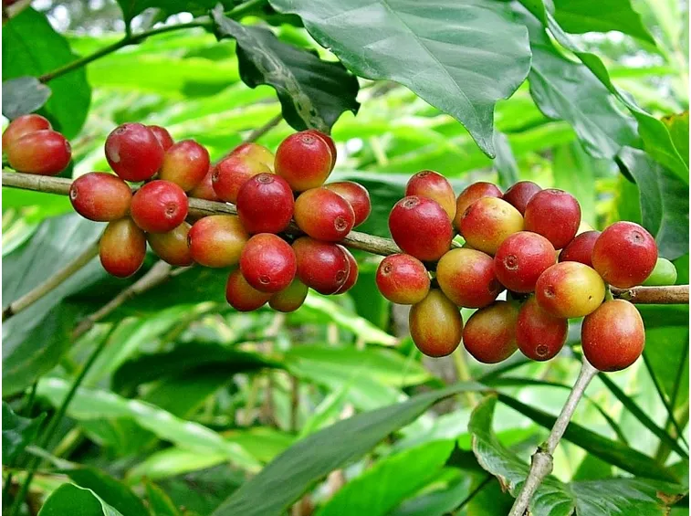 pianta del caffè coltivazione