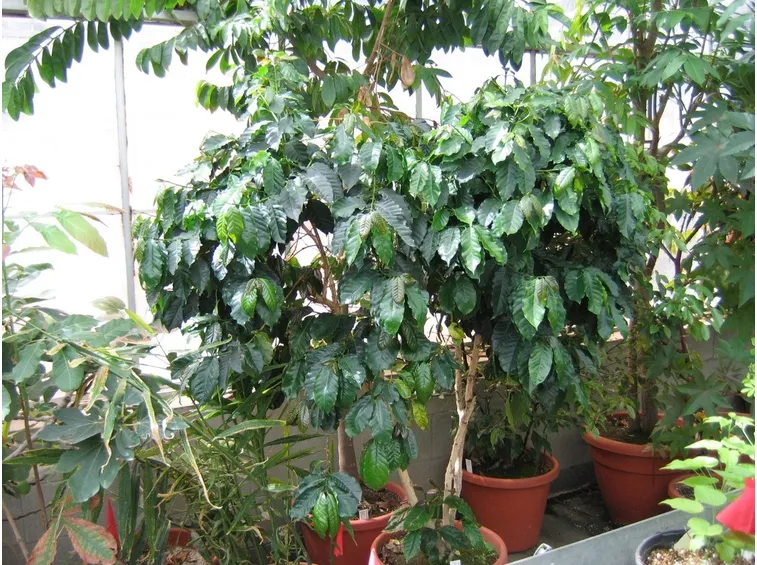 Piante adulte di caffè