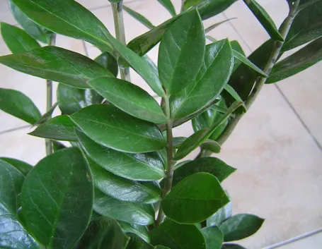 Dettaglio fogliame Zamioculcas.