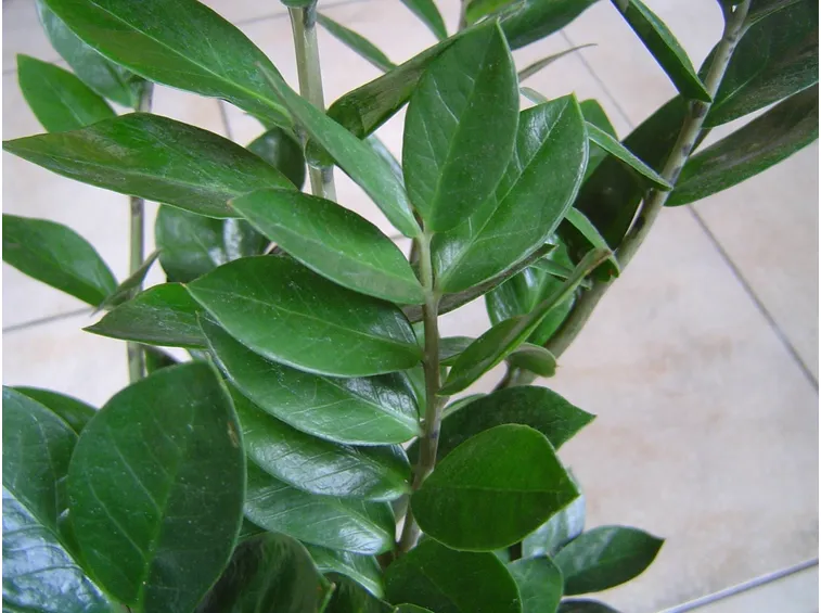Dettaglio fogliame Zamioculcas.