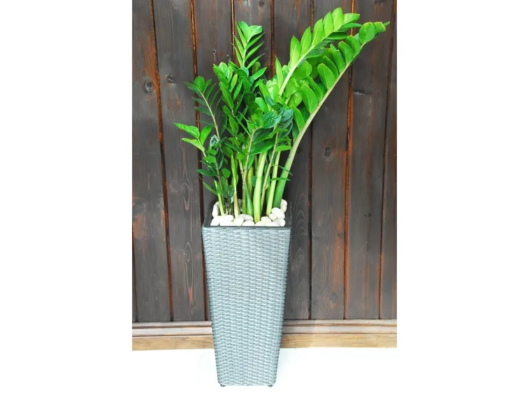 Pianta di Zamioculcas coltivata in vaso.