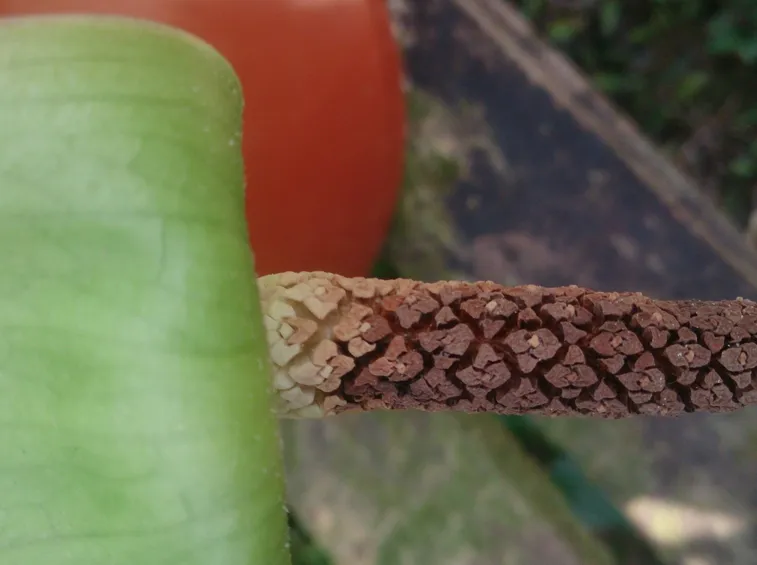 Dettaglio pianta di Zamioculcas.